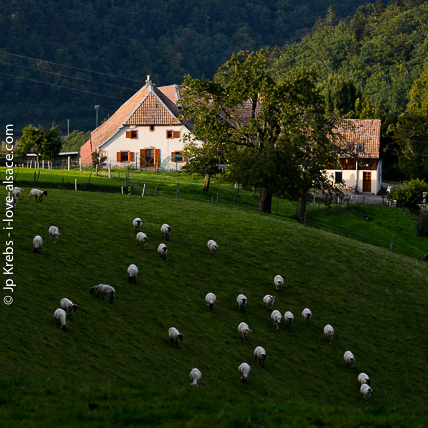 One the picturesque farms in the Silver Valley (Val d'Argent)